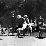 Dogs on Quail Island prior to departure for Antarctica