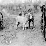 Moses, the donkey mascot