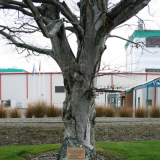 Edendale dairy factory war memorial plaque