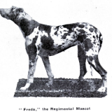 Military mascot Freda the dog
