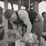 Godfrey Bowen shearing