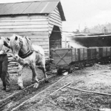 Horse towing coal carts