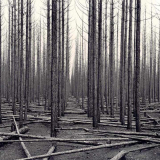 John Johns, Forest fires, Balmoral