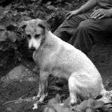 Korean War dog mascot 