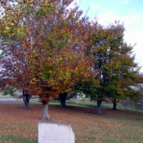 Maheno memorial grove