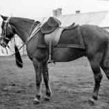Major - the only NZ horse to return from South Africa