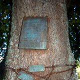 Matamata First World War memorial oaks