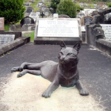 Cat on grave