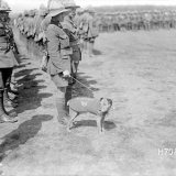 Paddy, the Wellington Regiment mascot