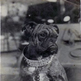 Pelorus Jack in 1913