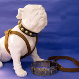 Pelorus Jack, the mascot