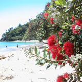 Pōhutukawa trees