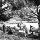 Ponies on Quail Island prior to departure for Antarctica
