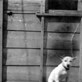 Shufti, the fox terrier mascot