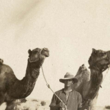 New Zealand camelier with camels