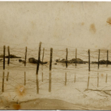 Dead troops by barbed wire, Battle of the Somme