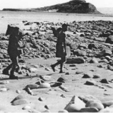 Collecting seafood, Gisborne 