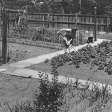 The backyard garden