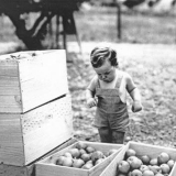 Apple picking 
