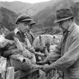 Docking lambs