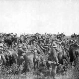 Packing up camp during South African War