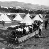 Soldier's horses feeding at Newtown Park, 1900