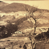 Wilton's Bush