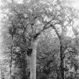 Trounson Kauri Park