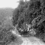 Early travel in Buller Gorge