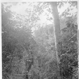 The Otari-Wilton's Bush Scenic Reserve