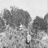 Leonard Cockayne and Ebenezer Teichelmann