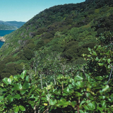 Motuara Island
