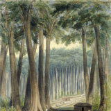 Kauri tree sawyers, Kaipara