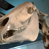 The story of Phar Lap's skeleton