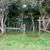 Site of Te Kohia pā