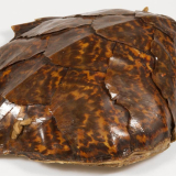 Turtle shell from Gallipoli