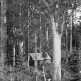 Henry Winkelmann image of Whangaroa forest
