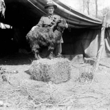 Goat mascot of the New Zealand Engineers
