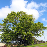 Reginald Judson memorial oak