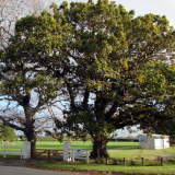 Karaka- Te Hihi peace trees