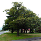 Methven empire oak