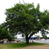 Methven peace tree