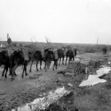 Mule convoy carrying ammunition at Passchendaele