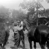 NZ Veterinary Corps at work