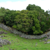 Ōtuataua Stonefields
