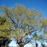 Papakura peace oak