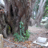 Puni school memorials