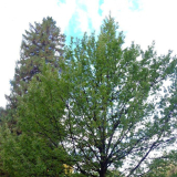 Queenstown memorial oak