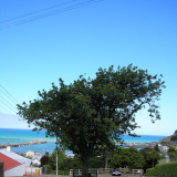 Memorial oak to Robert Falcon Scott, Ōamaru