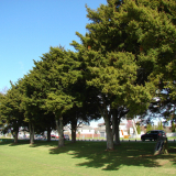 Tauranga District High School memorial trees